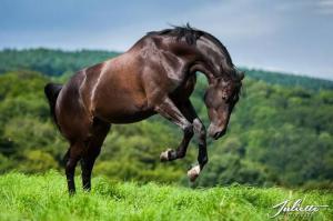 Pferderassen Bilder Zum Drucken Für Facebook | Bilder und Sprüche für