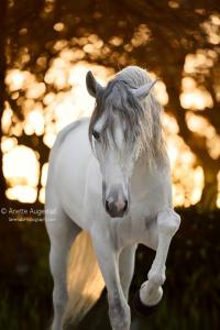 Pferderassen Für Facebook 200x300 - Haflinger Pferde Kostenlos Herunterladen
