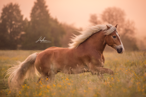 Pferderassen Fotos Kostenlos Herunterladen 300x200 - Pferde Bilder Schwarz Für Facebook