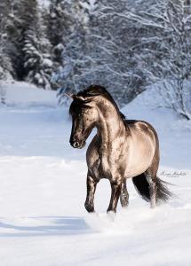 Pferderassen Mit Bild Für Whatsapp 215x300 - Pferde Andalusier Bilder