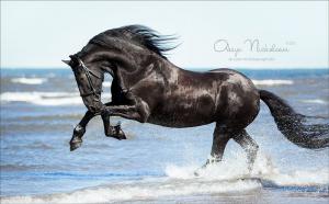 Pferdezucht 300x186 - Bodyformer Pferd Kaufen Für Facebook