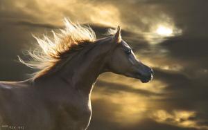 Pferdezucht Kostenlos Herunterladen 300x188 - Pferde Bilder Kostenlos Kostenlos Herunterladen