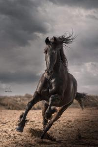 Pinto Pferd 200x300 - Bild Geist Kostenlos Herunterladen