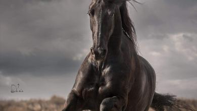 Bild von Pinto Pferd