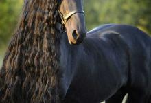 Bild von Pinto Pferd Kostenlos Herunterladen bilder fürs handy