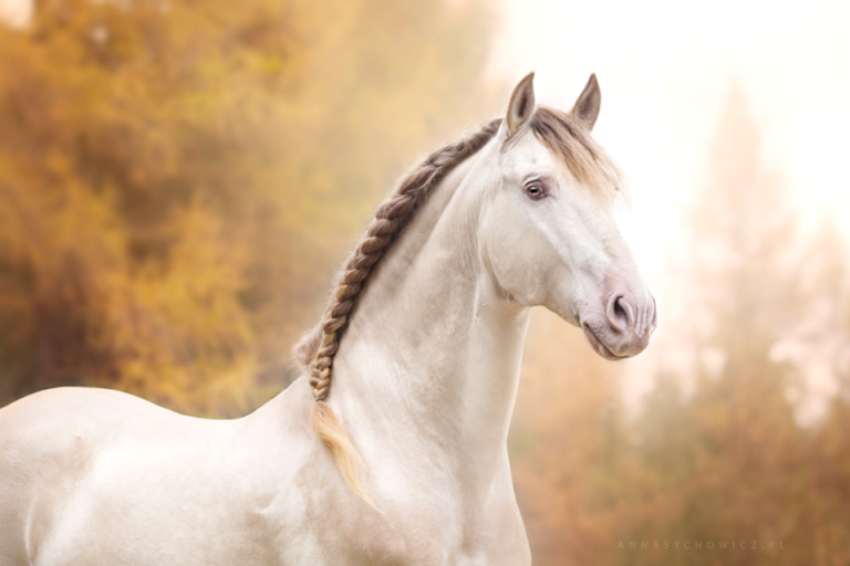Polen Pferde Kaufen Für Facebook Bilder und Sprüche für Whatsapp und