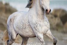 Bild von Pony Pferd Kaufen bilder fürs handy