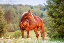 Bild von Pony Pferd Kaufen Für Whatsapp bilder fürs handy