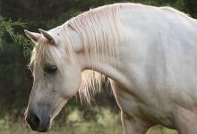 Bild von Pony Pferd Kaufen Kostenlos Herunterladen bilder fürs handy