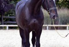Bild von Ponys Und Pferde Zu Verkaufen bilder fürs handy