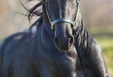 Bild von Ponys Und Pferde Zu Verkaufen Für Facebook bilder fürs handy