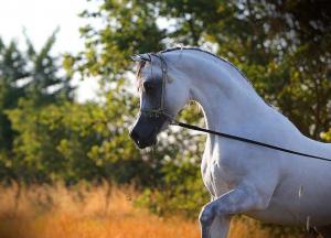 Ponys Und Pferde Zu Verkaufen Für Whatsapp