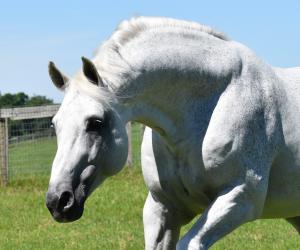 Privat Pferde Kaufen 300x250 - Bilder Von Springpferden