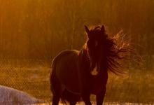 Bild von Przewalski Pferd Bilder fürs handy