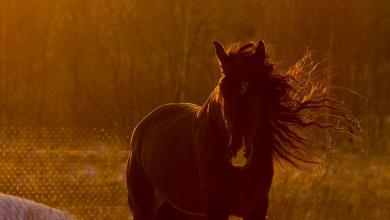 Bild von Przewalski Pferd Bilder