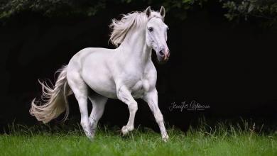 Bild von Przewalski Pferd Kaufen