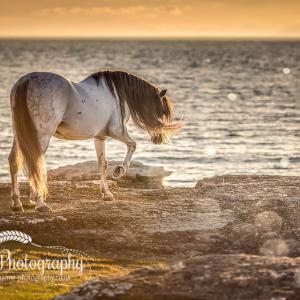 Przewalski Pferd Kaufen Für Whatsapp 300x300 - Hintergrundbilder Von Pferden Kostenlos Herunterladen