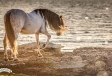 Bild von Przewalski Pferd Kaufen Für Whatsapp bilder fürs handy