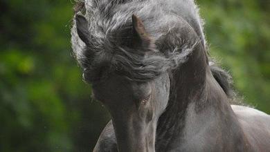 Bild von Przewalski Pferd Kaufen Kostenlos Herunterladen