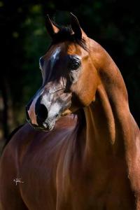Przewalski Pferd Reiten Kostenlos Herunterladen