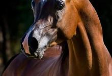 Bild von Przewalski Pferd Reiten Kostenlos Herunterladen bilder fürs handy