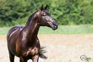 Reiten In Berlin