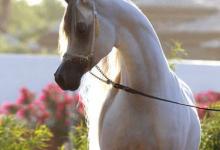 Bild von Reiten In Berlin Für Facebook bilder fürs handy