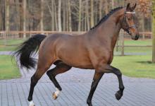 Bild von Reiten In Berlin Für Whatsapp bilder fürs handy