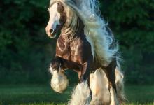 Bild von Reiten In Berlin Kostenlos Downloaden bilder fürs handy