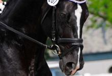 Bild von Reiten In Berlin Kostenlos Herunterladen bilder fürs handy