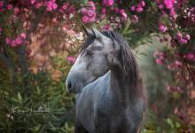 Bild von Reiten Pferde bilder fürs handy