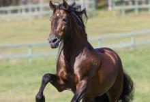 Bild von Reiten Pferde Für Facebook bilder fürs handy