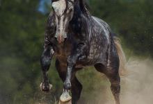 Bild von Reiten Pferde Für Whatsapp bilder fürs handy