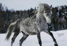 Bild von Reiten Pferde Kostenlos Herunterladen bilder fürs handy