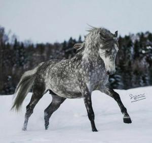 Reiten Pferde Kostenlos Herunterladen 300x284 - Pferde Gemälde Kaufen Kostenlos Herunterladen