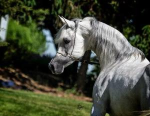 Reiterhof Pferde Kaufen Für Facebook 300x232 - Schöne Pferde Hintergrundbilder Kostenlos Herunterladen