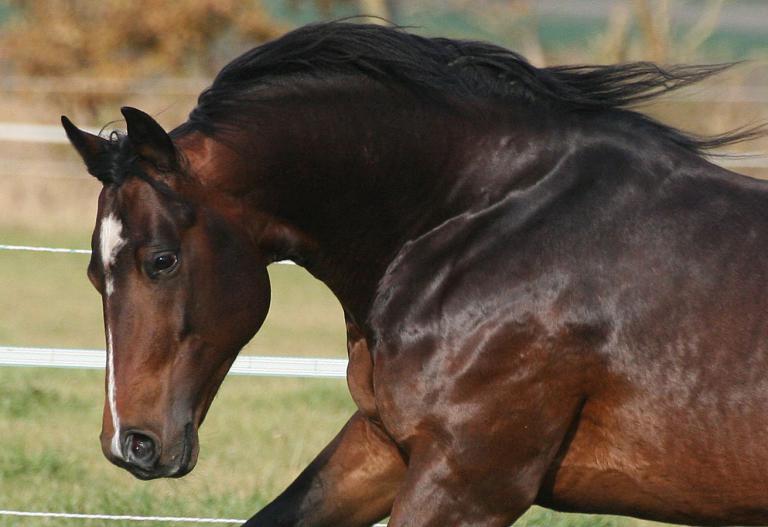 Reitsport Bilder