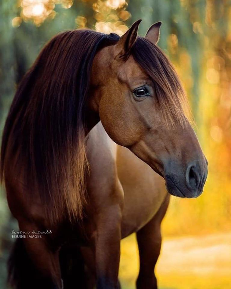 Reitsport Bilder Für Facebook