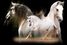 Bild von Reitsport Bilder Kostenlos Herunterladen bilder fürs handy