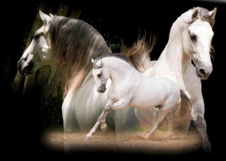 Reitsport Bilder Kostenlos Herunterladen