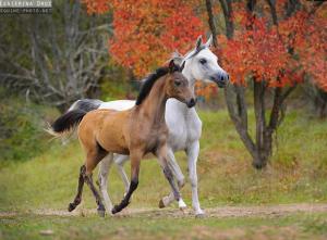 Russische Pferde Kaufen Für Facebook 300x221 - Pferdebilder Als Hintergrund Für Facebook