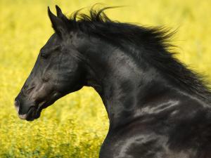 Russische Pferde Kaufen Kostenlos Herunterladen 300x225 - Geburtstagsbild Mit Pferd Für Whatsapp