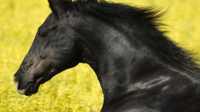 Bild von Russische Pferde Kaufen Kostenlos Herunterladen