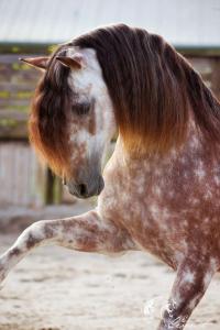 Süße Pferde Bilder Kostenlos Downloaden 200x300 - Reiten Pferde Kostenlos Herunterladen