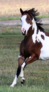 Süße Pferdebilder Kostenlos Herunterladen 162x300 - Pferde Tinker Bilder Für Facebook