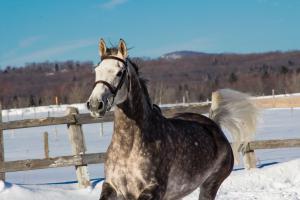 Schöne Bilder Von Pferden Für Facebook 300x200 - Mustang Pferde Bilder Kostenlos Herunterladen
