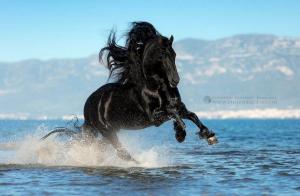 Schöne Bilder Von Pferden Kostenlos Herunterladen 300x196 - Pferde Zu Verkaufen Billig Für Whatsapp