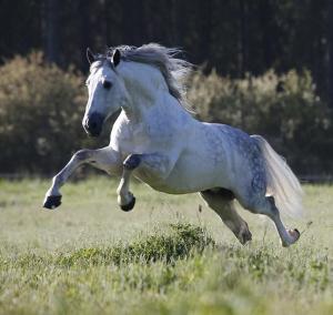 Schöne Pferde Bilder 300x284 - Blaues Pferd Kostenlos Downloaden