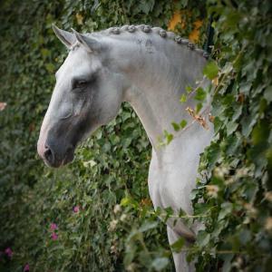 Schöne Pferde Bilder Kostenlos Downloaden 300x300 - Mustang Pferde Bilder Kostenlos Herunterladen