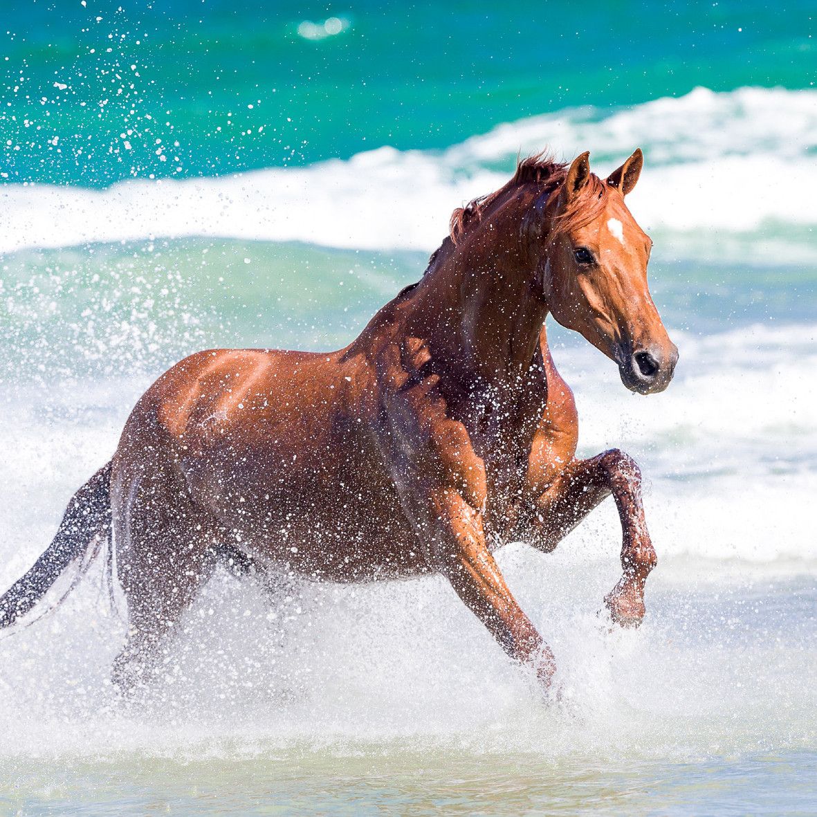 Лошадь способная. Лошади в океане (1989). Лошадь бежит. Лошадь бежит по воде. Лошади и море.